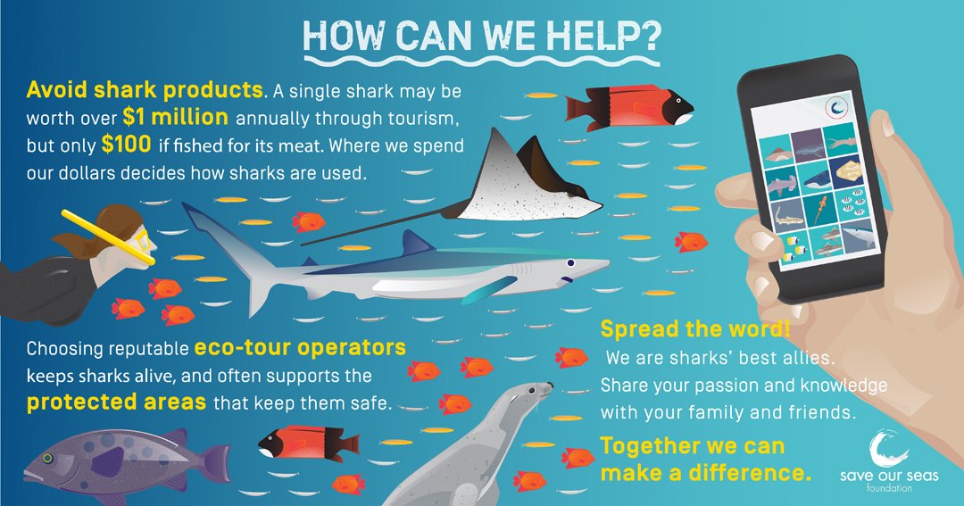 What You Need To Know About The Shark Fin Trade - Animal Save Movement
